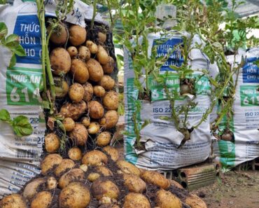 Why do potatoes grow in bags of soil have so many tubers? Here is the answer