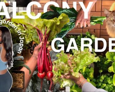 THE DRAMA! 😫 CHANGE YOUR LIFE!  JAPAN MOVING VLOG a vegetable Balcony Garden. Grow your own food