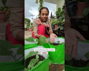 Vegetable Container Gardening Tips🥬🌽☔|गमले में सब्जियां उगाने की टिप्स| #ashasgardenstory#shorts