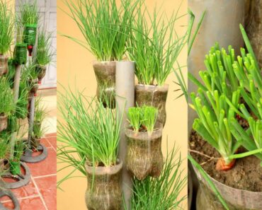 Recycling plastic bottles for growing onions and garlic, vertical garden ideas