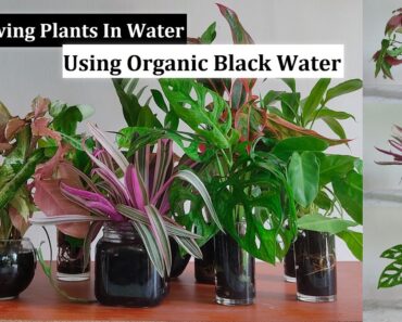 Indoor Plants Water Garden Using Organic & Healthy Black Water | Water Growing Plants//GREEN PLANTS