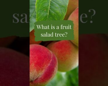 What is a fruit salad tree? Beginner gardening tips