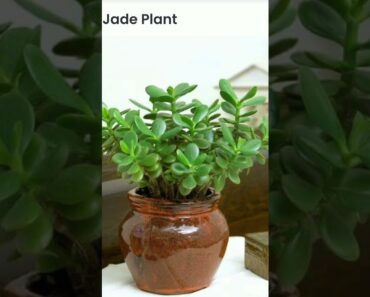 Low maintenance, easy to care for indoor plants for beginner gardeners