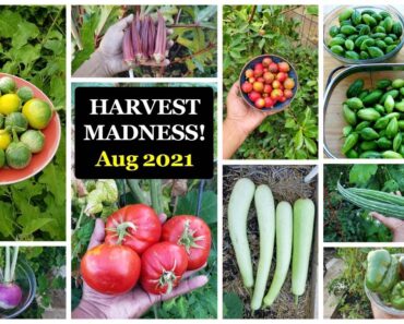 Vegetable & Fruits Harvest Madness! California Gardening Garden Tour, Harvests, Gardening Tips!