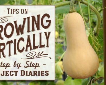 ★ Tips on Growing Vertically (Training Squash, Cucumbers, Melons etc)