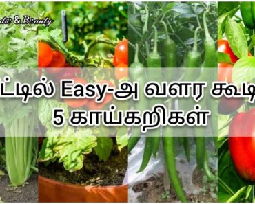 5 Easy Growing Vegetables at Home in Tamil | RiyAz- 𝐹𝑜𝑜𝒹𝒾𝑒 & 𝐵𝑒𝒶𝓊𝓉𝓎