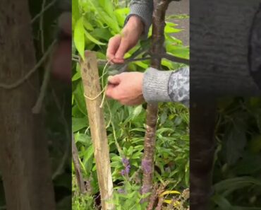 How to protect fruit trees from storms #gardening #beginners #diy #gardendesign #oddlysatisfying