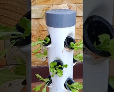 Grow lettuce using a vertical hydroponic system #shorts #hydroponics