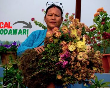 Chrysanthemum Plant Care in Winter I Godawari Flower Varieties I Nepali Garden Tips