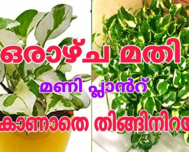 ഫാസ്റ്റ് ഗ്രോത്ത് കിട്ടാൻ ഇതാണ് എളുപ്പവഴി | My Secret to big money plant tips