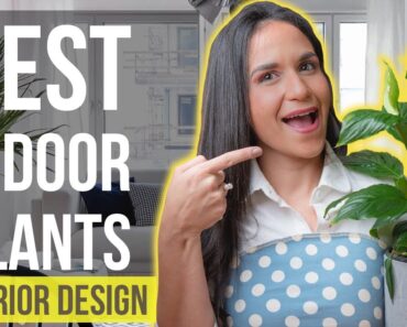 Best Indoor Plants | Interior Design Ideas Tips and Trends for Home Decor