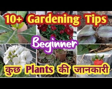 Gardening tips🌱|| Beginner || Information || Some plants || #gardeningtips