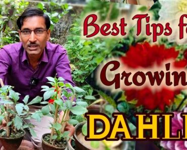 Best tips for Growing Dahlia flower  Plants