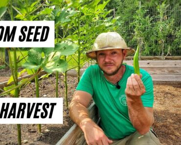 How to Grow Okra In Raised Beds or Containers |From Seed to Harvest|