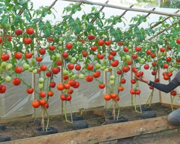 No need to buy tomatoes anymore. I discovered the secret to growing tomatoes all year round