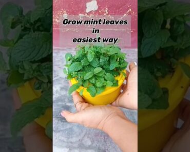 Grow mint leaves in easiest way..🌱 #mintleaves #gardening #beginners