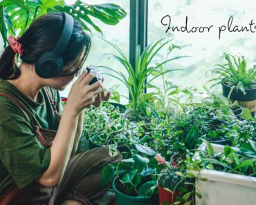 #29) 10 Easy Indoor Plants Care Tips to Keep Your Plants Healthy 🌿 Houseplant Success Made Simple