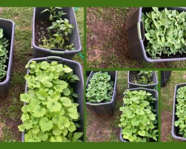 HOW TO PLANT 🌱 AND GROW A SUCCESSFUL VEGETABLE GARDEN IN YOUR BACKYARD OR PATIO WITH LESS THAN 50$