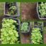 HOW TO PLANT 🌱 AND GROW A SUCCESSFUL VEGETABLE GARDEN IN YOUR BACKYARD OR PATIO WITH LESS THAN 50$