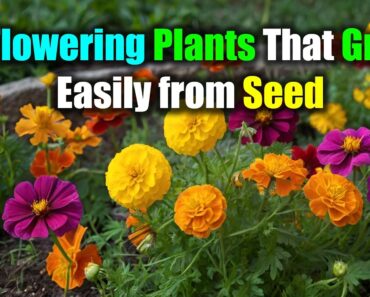 🌼 5 Flowering Plants That Grow Easily from Seed | Beginner-Friendly Guide to a Vibrant Garden 🌸