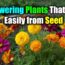 🌼 5 Flowering Plants That Grow Easily from Seed | Beginner-Friendly Guide to a Vibrant Garden 🌸