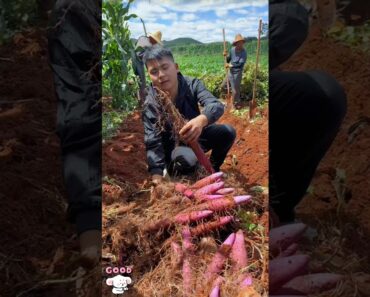 Yam planting tips, a shovel dug, glutinous delicious.      山藥種植小技巧，一鏟子挖出，粉糯可口