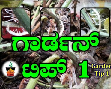 ಗಾರ್ಡನ್ ಟಿಪ್ಸ್|garden tip1|garden tips for beginner|gardening tip|gardening|ಮೇರಿಸ್ ಮನೆ ಗಾರ್ಡನ್ ಕನ್ನಡ