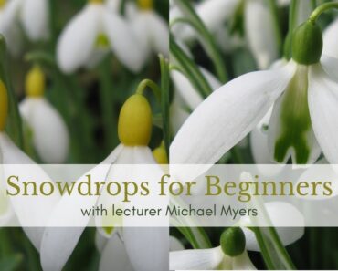 Snowdrops for Beginners – Michael Myers