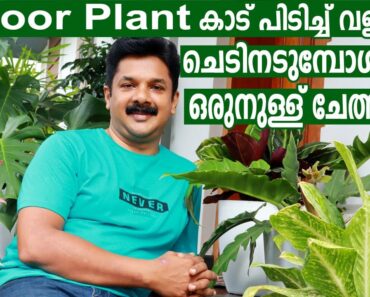 INDOOR PLANTS കാട് പിടിച്ച് വളരാൻ നടുന്ന സമയത്ത്  ഇത് ഒരുനുള്ള് ചേർത്താമതി | Best Potting Method