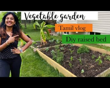 தமிழில் My Vegetable garden|how to build raised garden bed |org compost #garden #tamilvlog#raisedbed