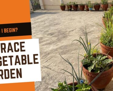 How to start a terrace vegetable garden | Grow vegetables on the terrace #Shorts