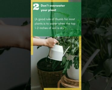 Tips for beginner gardeners | Gardening Tips