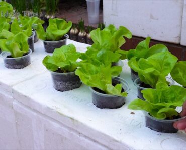 Best things to grow balcony vegetable garden ideas at home