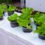 Best things to grow balcony vegetable garden ideas at home