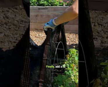 Planting Tips for Summer