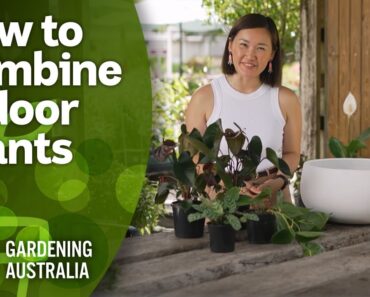 Maximise space by combining indoor plants in one pot | Indoor Plants | Gardening Australia