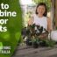 Maximise space by combining indoor plants in one pot | Indoor Plants | Gardening Australia