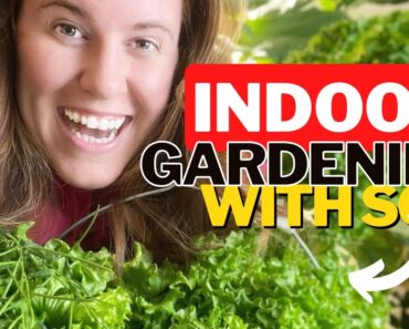 Growing Lettuce Indoors With Potting Soil & No Hydroponics. 3 Things To Consider Growing Indoors 🥬