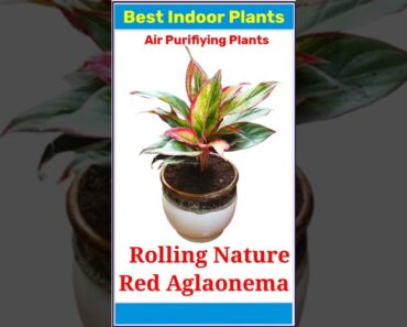 Top 20 Indoor Plants 🪴 l Best Air Purifying Indoor Plants l #indoorplants