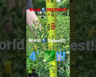 World 🌎 RECORD | World 🌎 Tallest!!!  4’ 🥬!!!  #howto #gardening #beginners