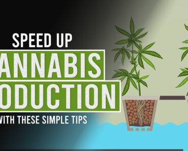 Speed up Cannabis Production with these simple tips!