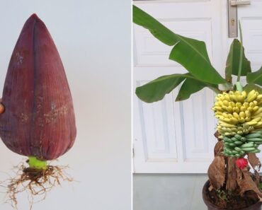 How to grow banana tree from Banana Flower for beginners