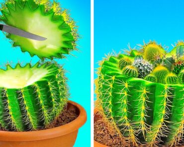 Easy Cactus Care, Indoor Plants, Gardening Tips For Beginners