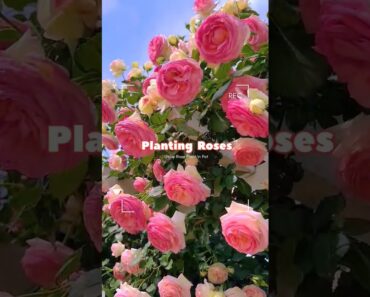 How to Grow Beautiful Roses in Pots (Beginner Friendly!) #rosecare #plantcare #gardeningtips