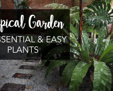 Top 12 Must-Have (& Easy!) Plants for a lush Tropical Garden