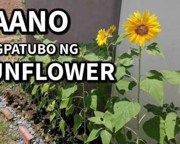 HOW TO PLANT AND GROW SUNFLOWER SEEDS | Gardening for Beginners