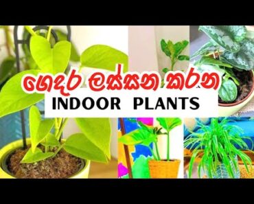 Indoor plants ideas for home | ගෙදර ලස්සන කරන Indoor plants | Indoor plants tips | Time With Shashi