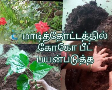 Terrace Gardening In Beginners/how to use coco peat /gardening tips/cocopeat