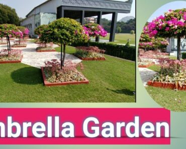 Umbrella Garden at Ramoji film city/Bougainvillea Topiary/Flower Garden/Ramoji film city garden/Flwr