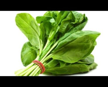 spinach tips for beginner || palak || #shorts #Gardeningwithraj